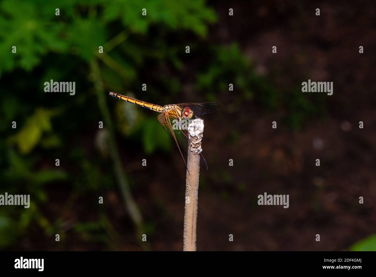 Dragonfly crogiolarsi al sole; la bellezza della natura, i colori vivaci Foto Stock