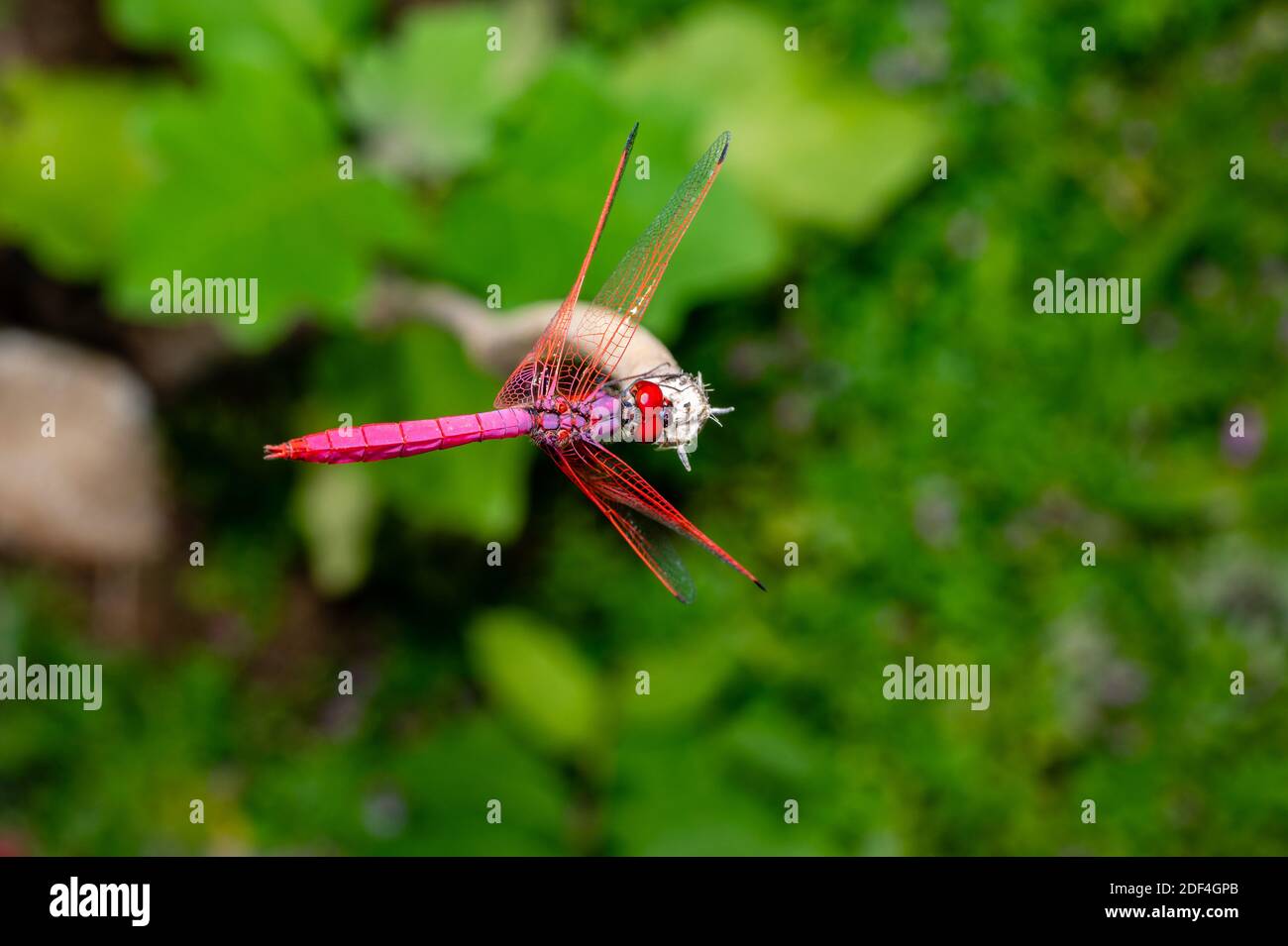 La libellula Aurora che pascola su un bastone ; Beaty naturale Foto Stock