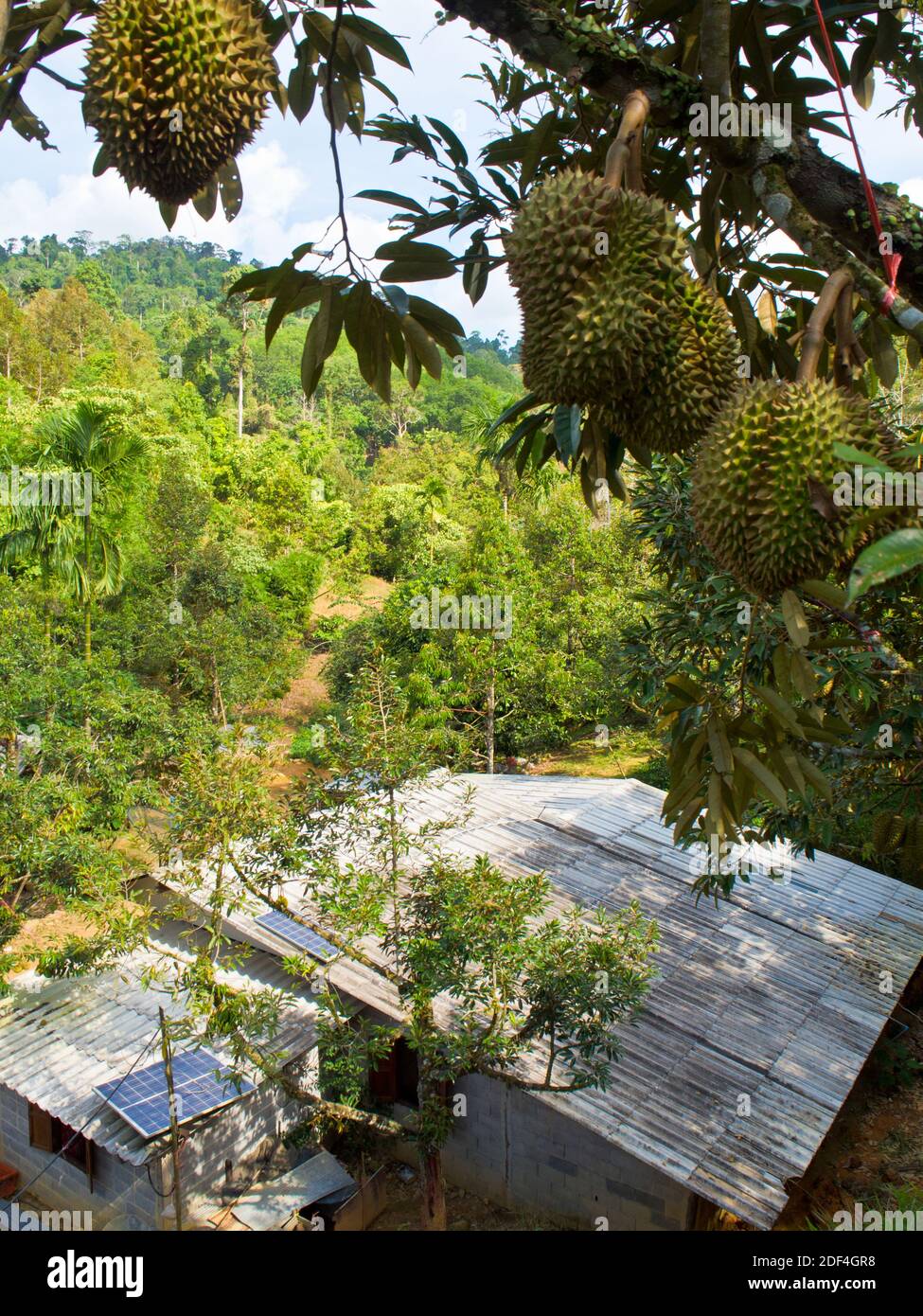 Pannello solare sul tetto della casa di contadino di frutta nel foresta Foto Stock Pannello solare sul tetto della casa di contadino di frutta nel foresta Foto Stock