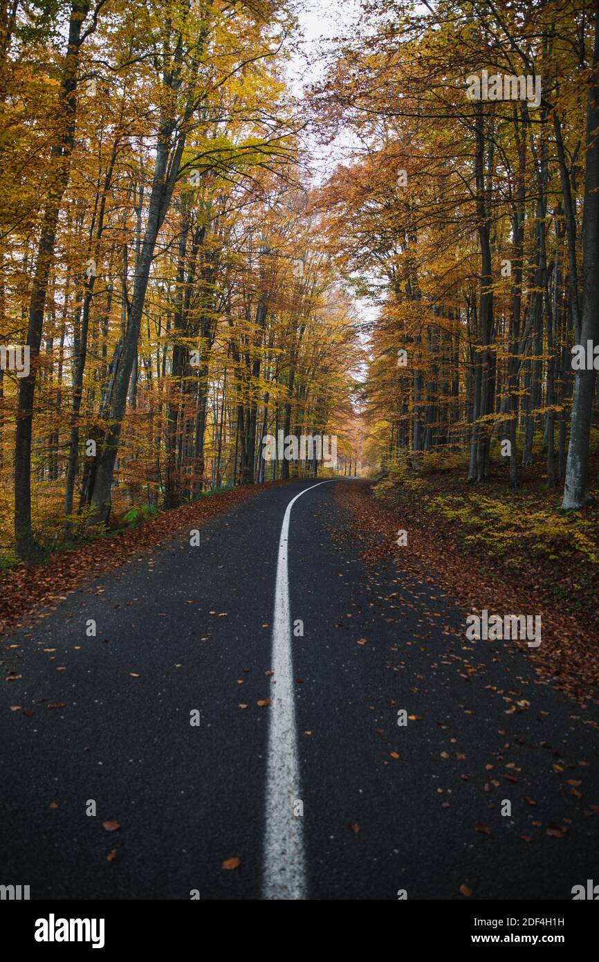 Strada asfaltata con foglie cadute nella foresta autunnale. Foto Stock