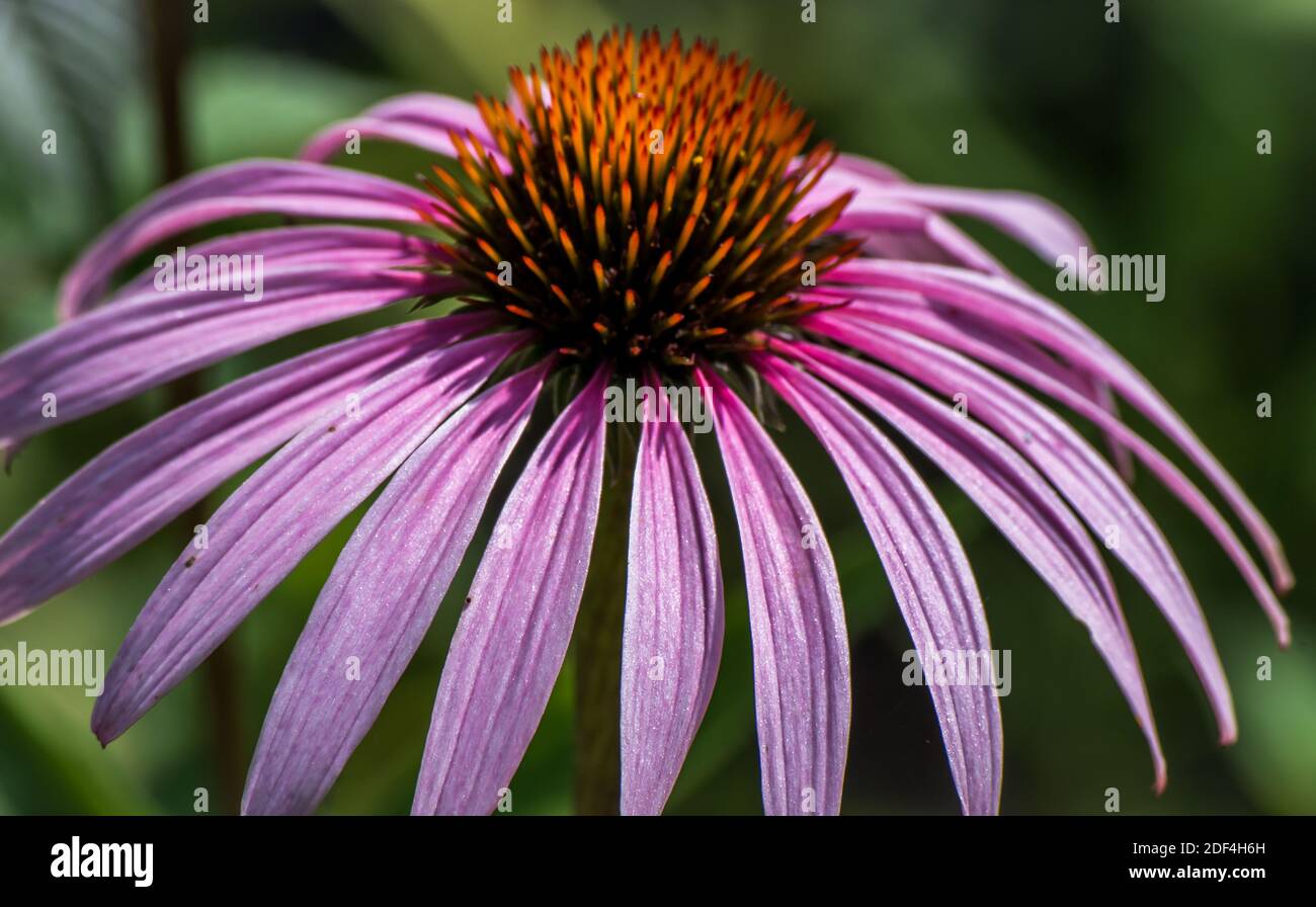 Macro di un fiore di Echinacea in estate Foto Stock