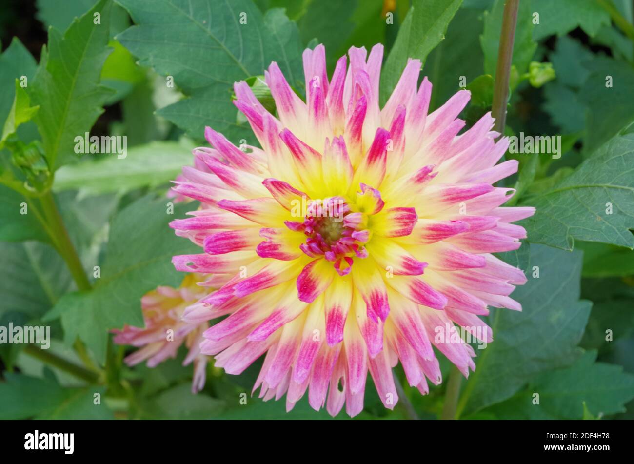 Delizia estiva all'Heritage Gardens, Sandwich, ma Foto Stock