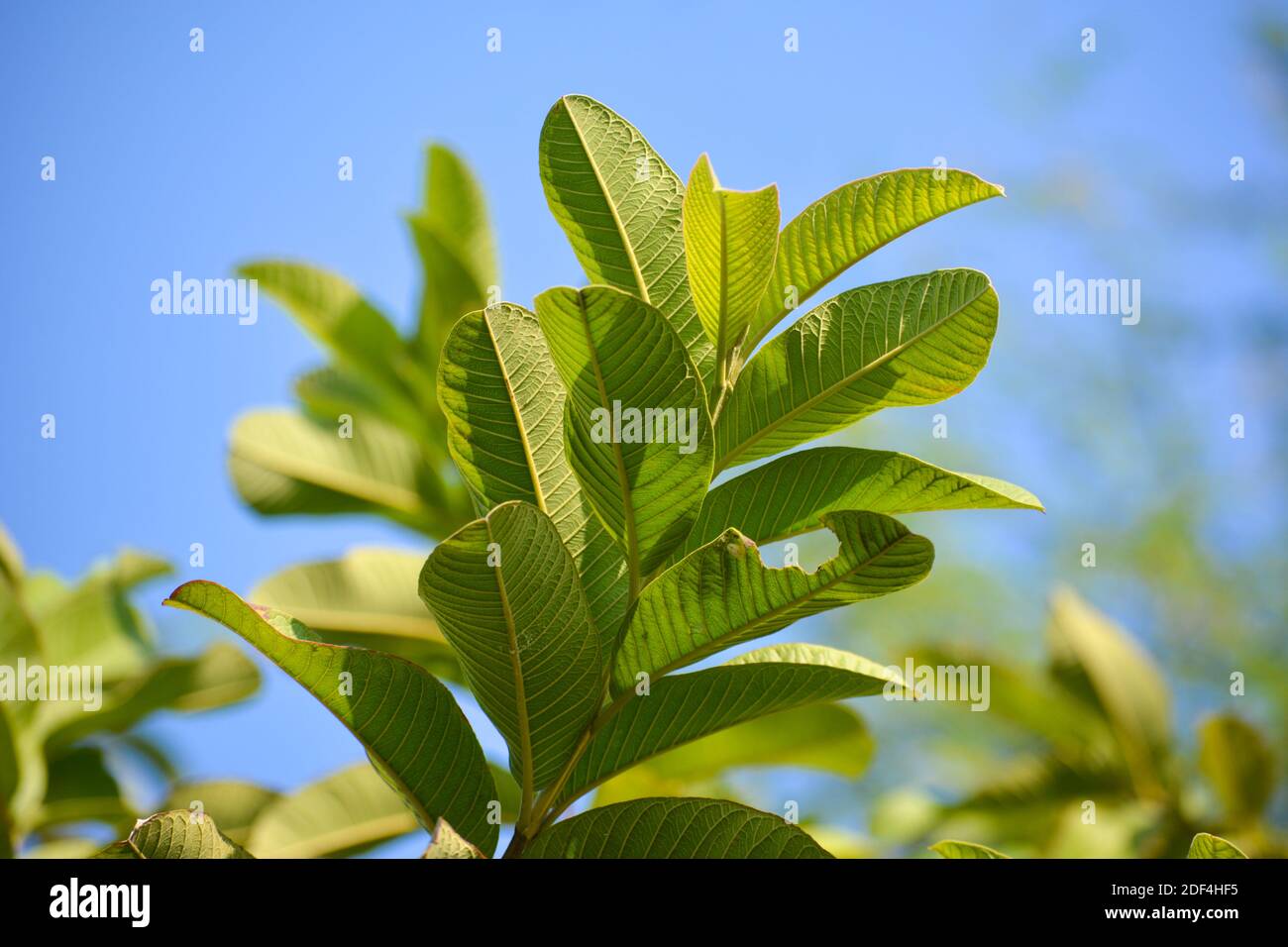 Foglie di guava fresche nel giardino Foto Stock