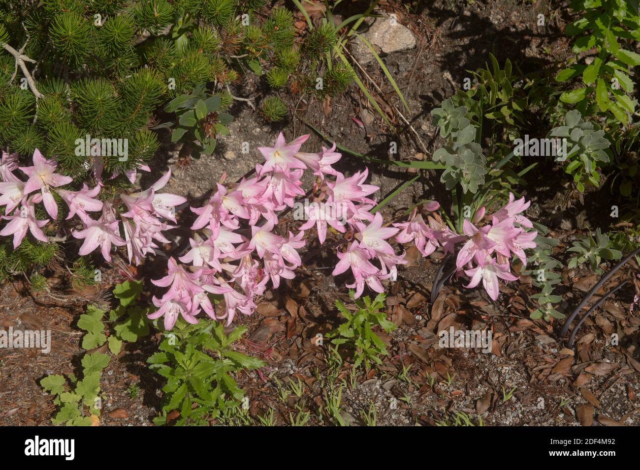 Autunno fioritura maglia rosa o Belladonna Lily Plant (Amaryllis belladonna) Crescere in un giardino sull'isola di Tresco in Le isole di Scilly Foto Stock