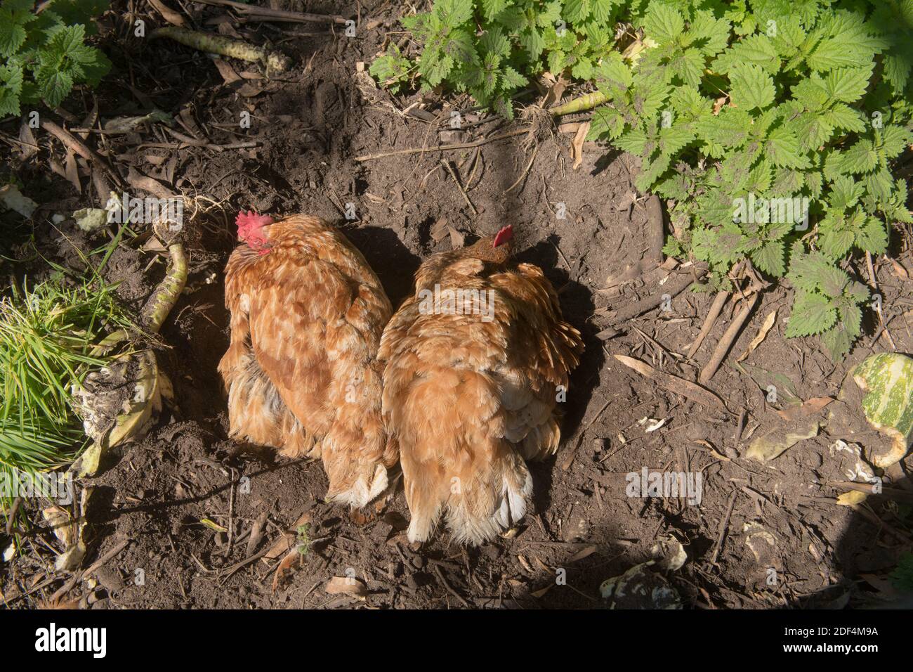 Due polli Tresco a gamma libera (Rhode Island Red e Warren Cross) che si ingoperano nel suolo sull'isola di Tresco nelle isole di Scilly, Inghilterra, Regno Unito Foto Stock