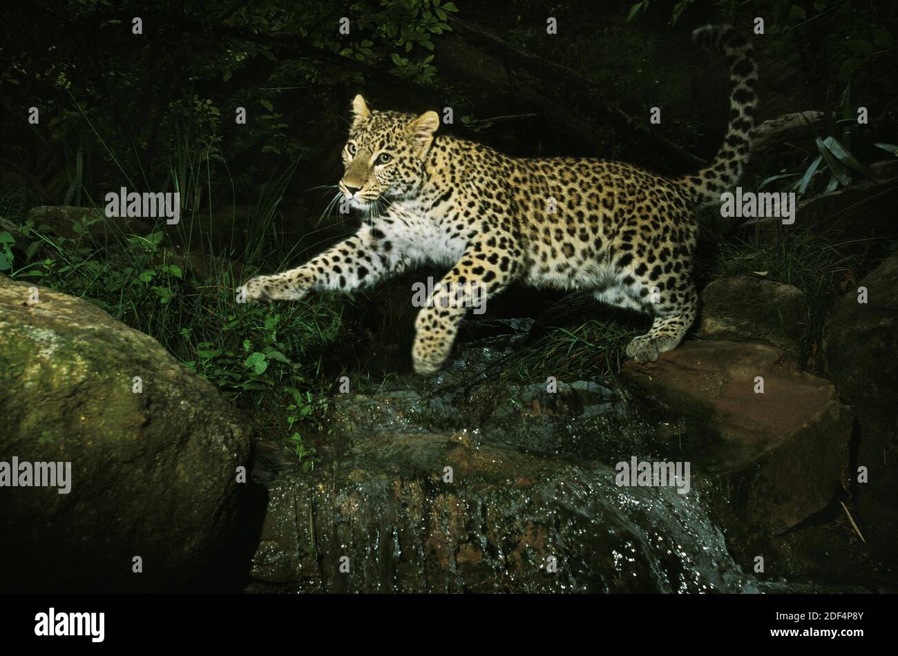 Leopardo persiano, panthera pardus saxicolor, Adulti che salta sull'acqua Foto Stock