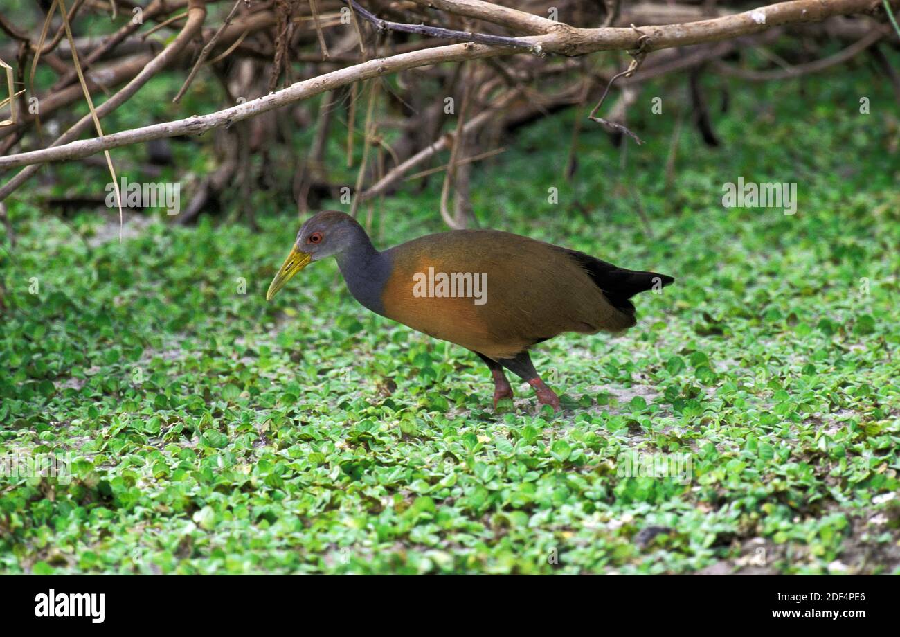 Gigantesco legno-rotaia, arammidi ypecaha, Adulti in piedi a Swamp, Pantanal in Brasile Foto Stock