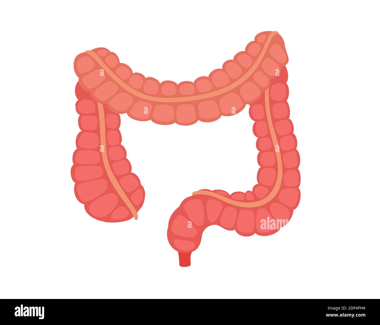 anatomia umana organo intestino crasso colon ascendente trasversale discendente sigmoide appendice rettangolare bianco isolato sfondo disegno vettoriale stile piatto Foto Stock anatomia umana organo intestino crasso colon ascendente trasversale discendente sigmoide appendice rettangolare bianco isolato sfondo disegno vettoriale stile piatto Foto Stock
