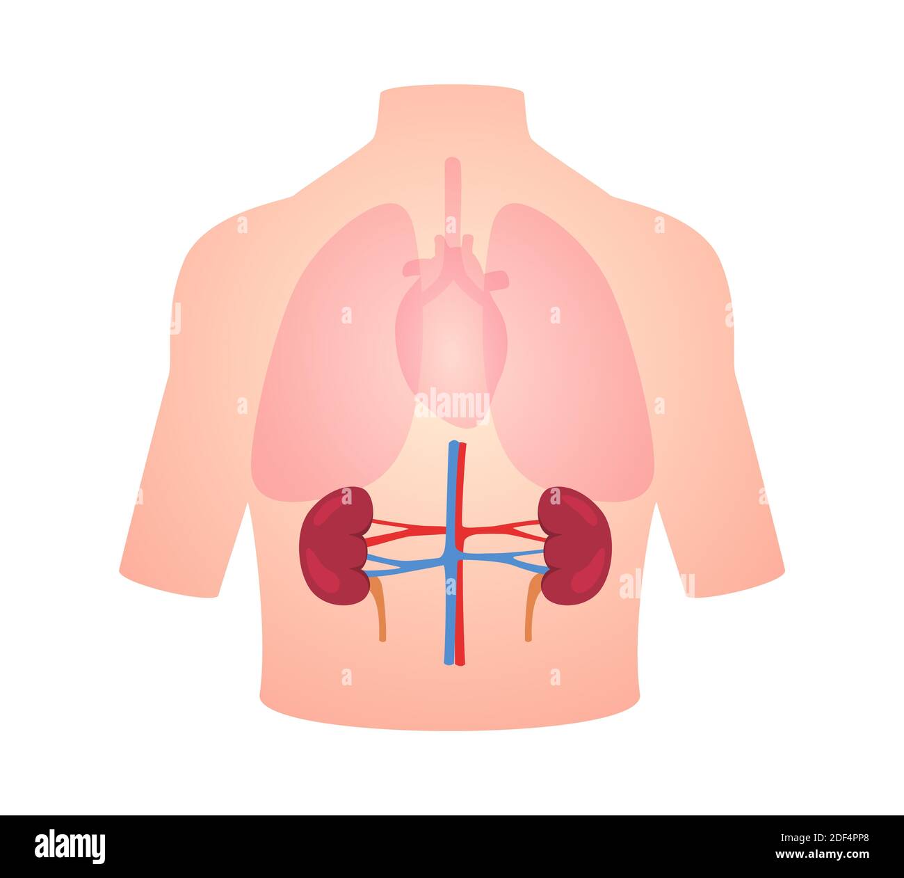 anatomia umana posizione del rene dell'organo nel cuore del polmone del corpo trasparente disegno vettoriale di stile piatto con sfondo bianco isolato Foto Stock