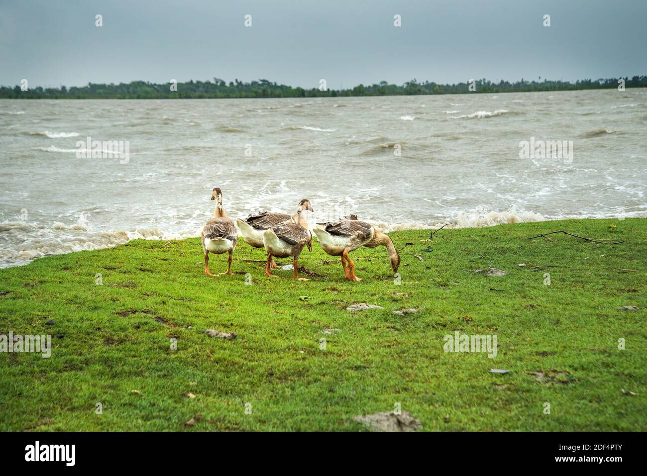 Un gregge di cigni che corrono su un lato del fiume, a Khulna. Bangladesh. Foto Stock