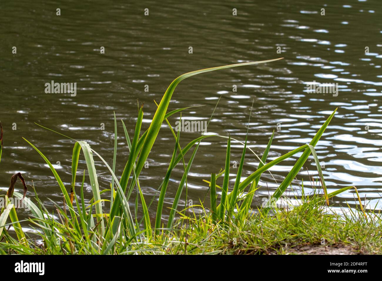 Lame di erba nella retroilluminazione sulla riva di un lago. Foto Stock