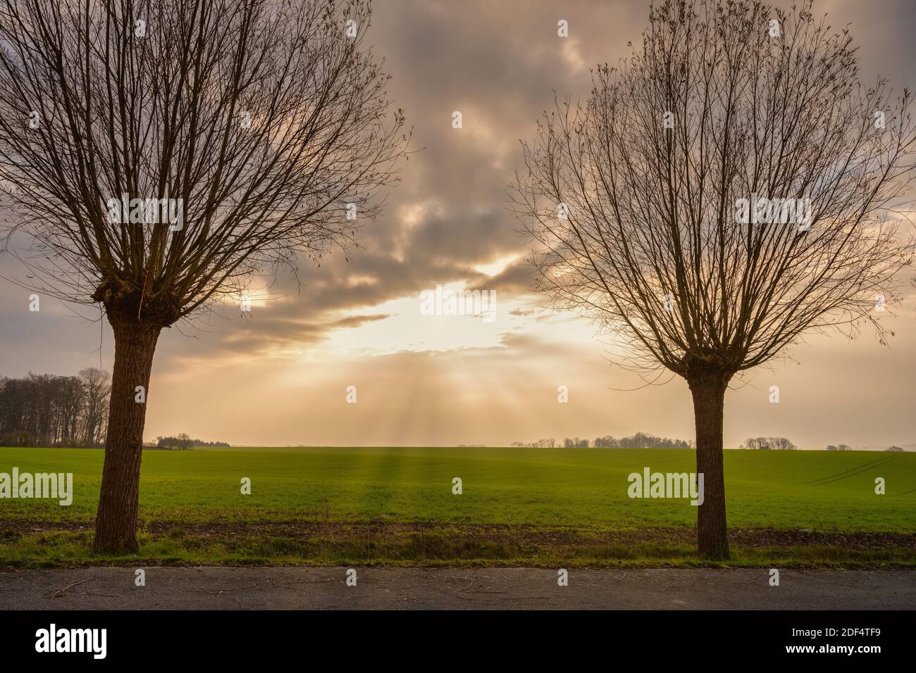 Una foto retroilluminata di campi verdi e alberi di salice tradizionalmente potati. Foto della contea di Scania, Svezia meridionale Foto Stock