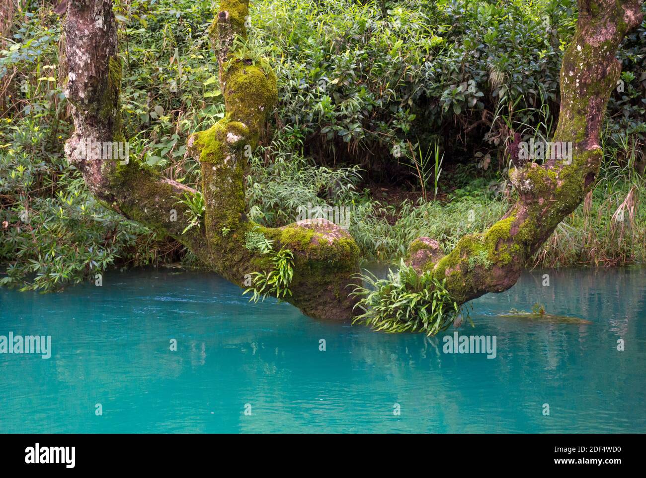 Acqua blu zaffiro e alberi unici. Foto Stock