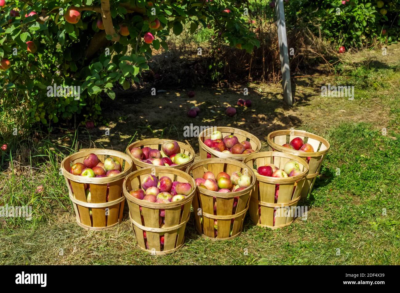 Cestino e mele sulla fattoria Foto Stock