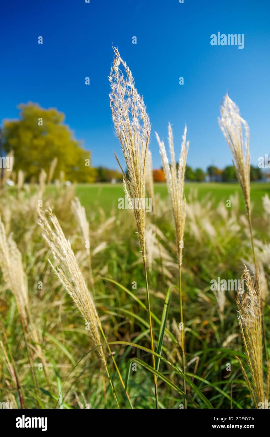Erba nativa al Buttonwood Park, New Bedford, ma Foto Stock