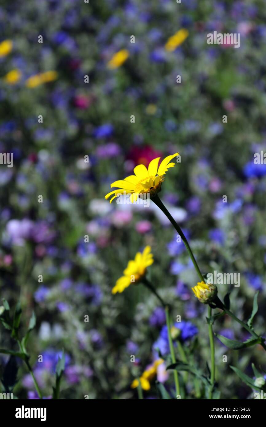 primo piano di un fiore giallo in un giardino Foto Stock