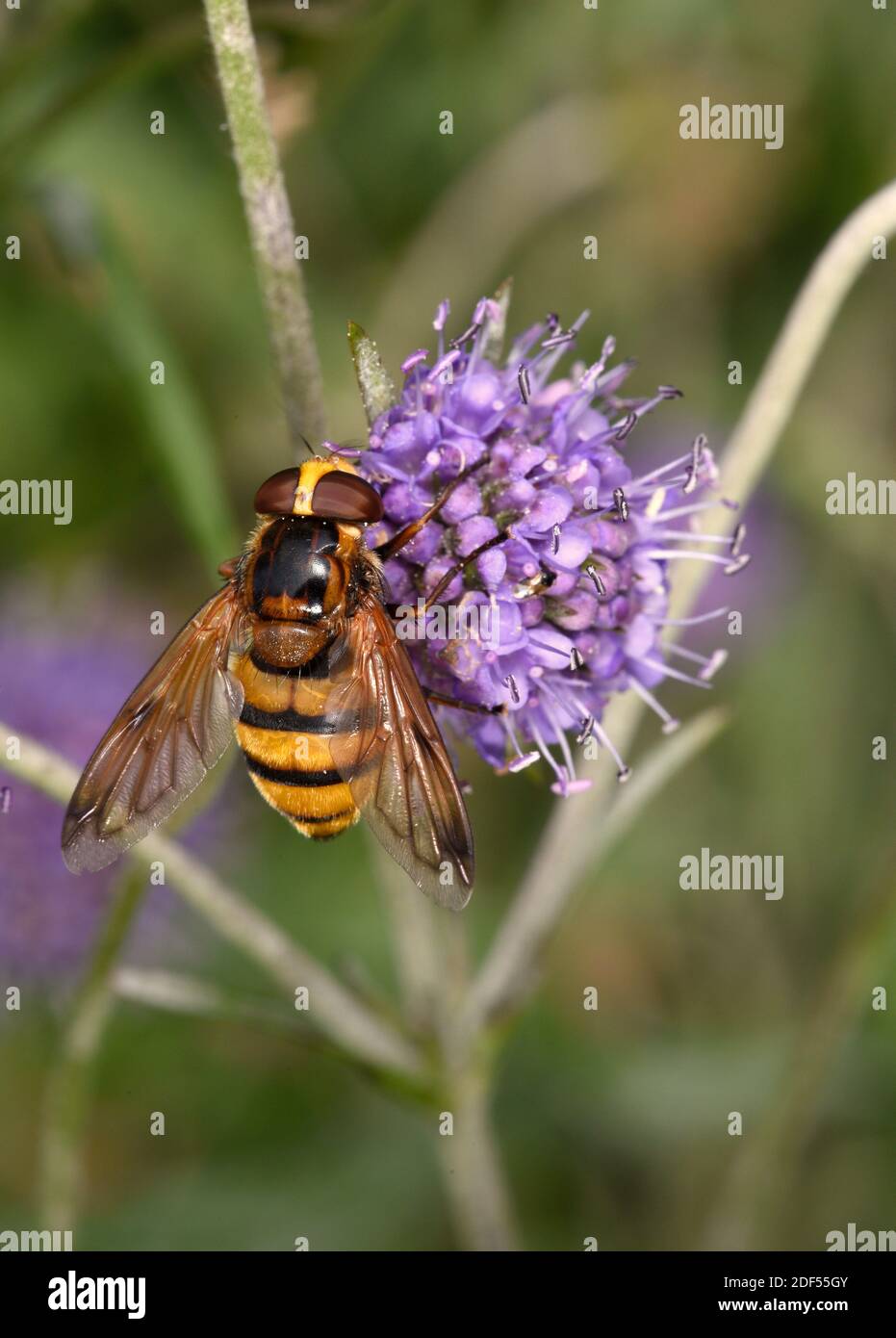 Hover-fly (Volucella inanis) che si nutre di fiori scabiosi, Galles, settembre Foto Stock