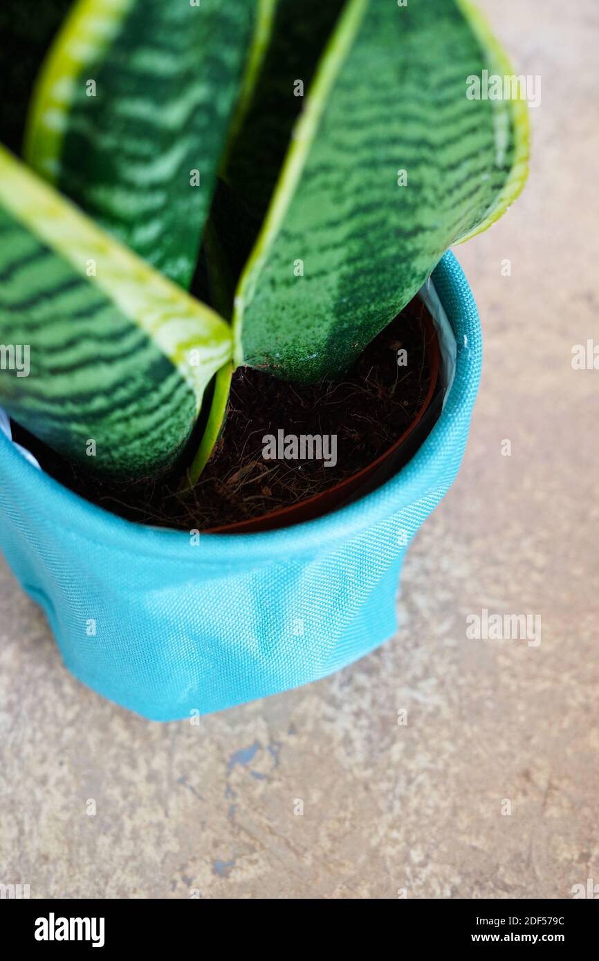 Plant Pot - pianta tropicale indoor Foto Stock