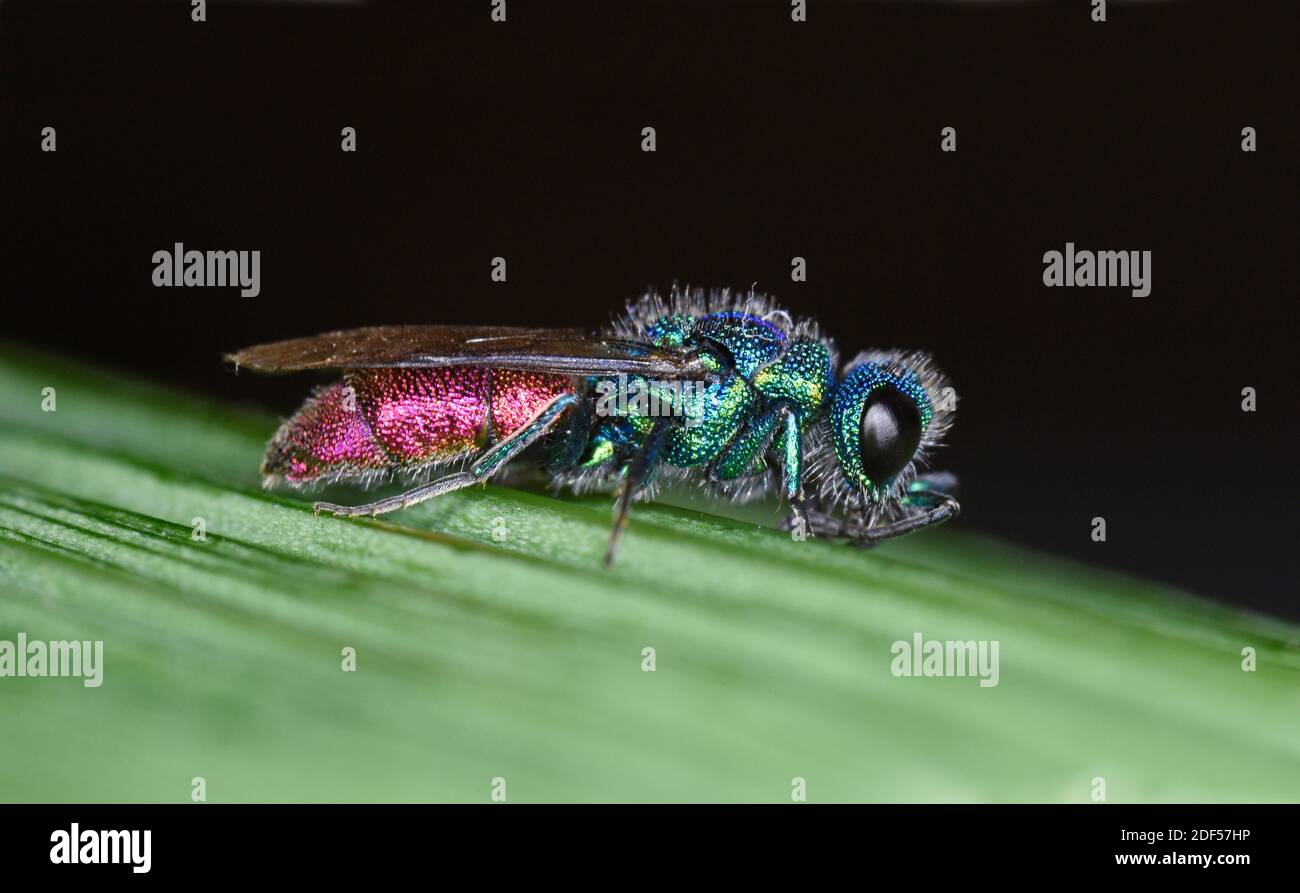 Jewel Wasp (Chrysis ignita) dalla coda di rubino poggiato sulla lama di foglia, Galles, maggio Foto Stock