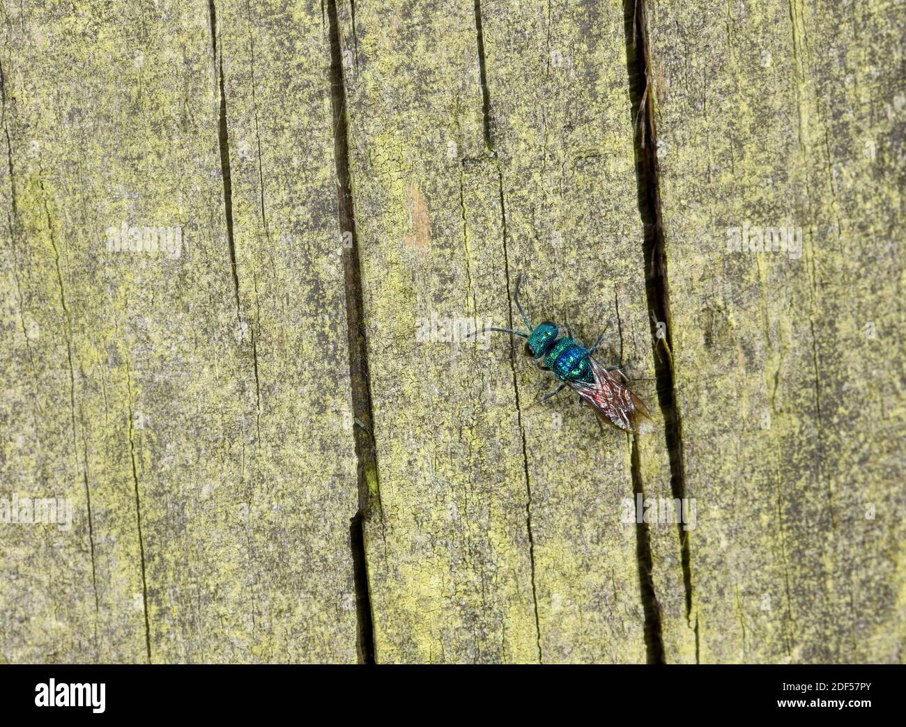 Jewel Wasp (Chrysis ignita) con coda di rubino, poggiato su legno, Galles, maggio Foto Stock