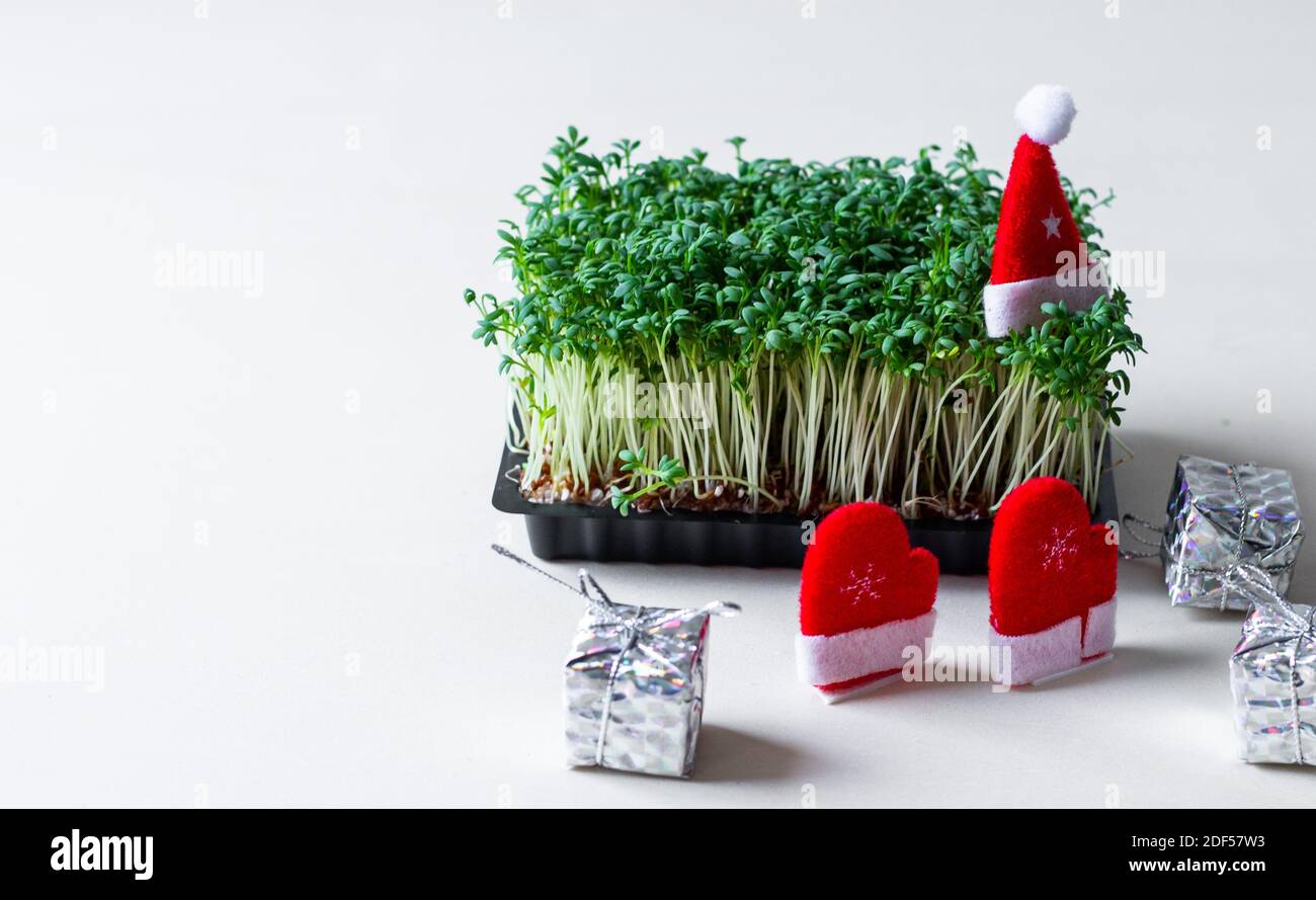 Natale nel settore agricolo. Business micro-verde. Foto Stock