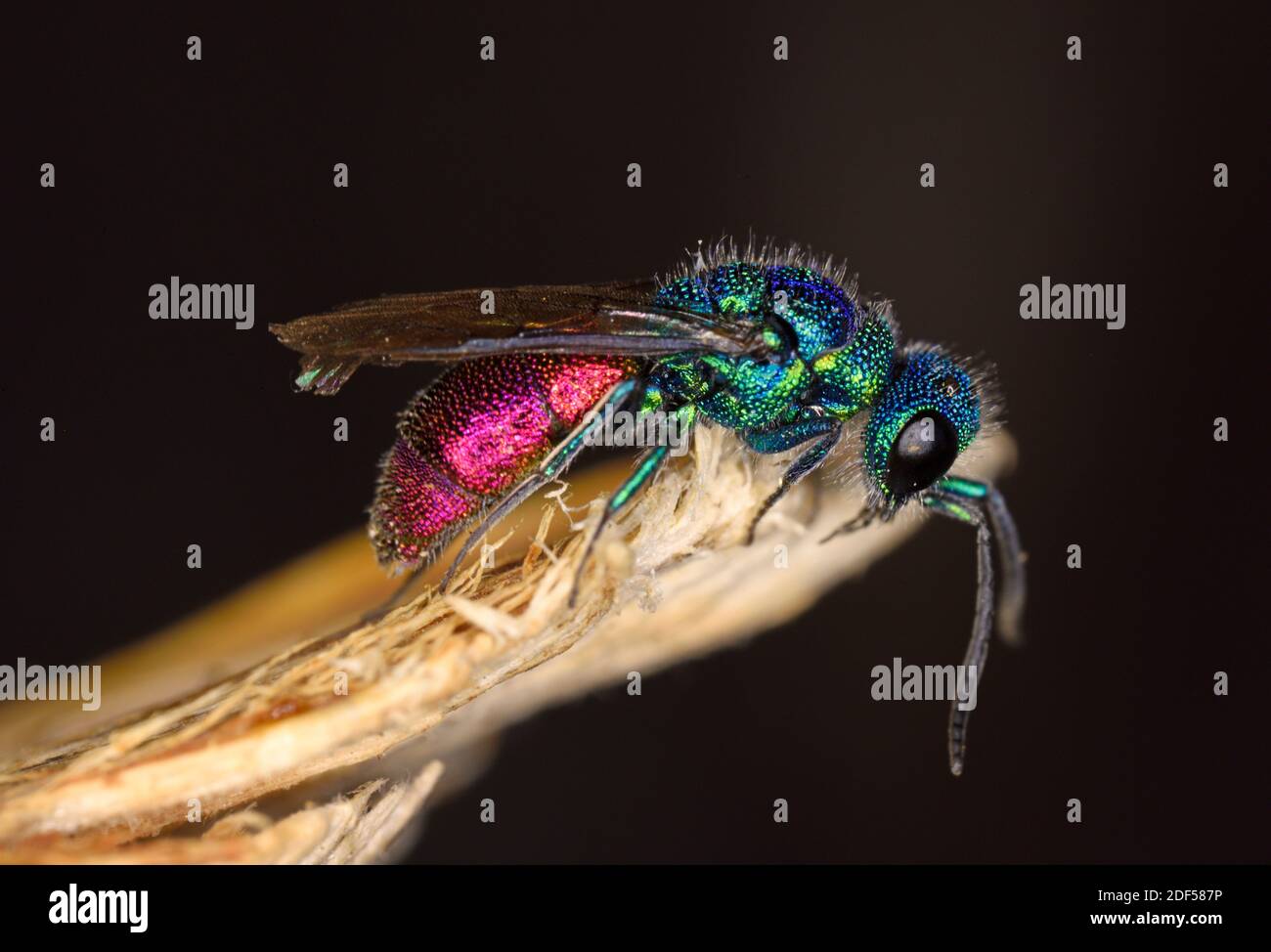 Jewel Wasp (Chrysis ignita) dalla coda di rubino poggiato sulla lama di foglia, Galles, maggio Foto Stock