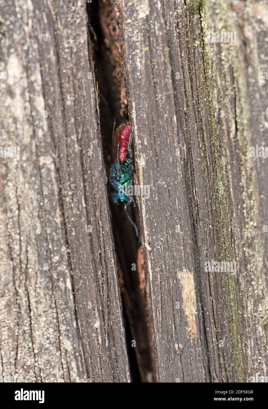 Jewel Wasp (Chrysis ignita) dalla coda di rubino che riposa in crack in legno, Galles, maggio Foto Stock