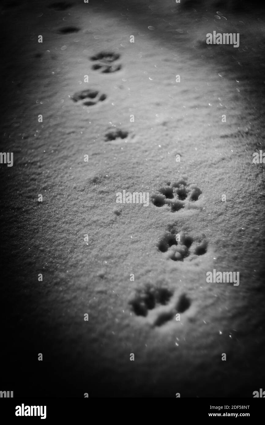 Mette in pausa le stampe sulla neve con ombre. Paw traccia primo piano. Foto BW Foto Stock