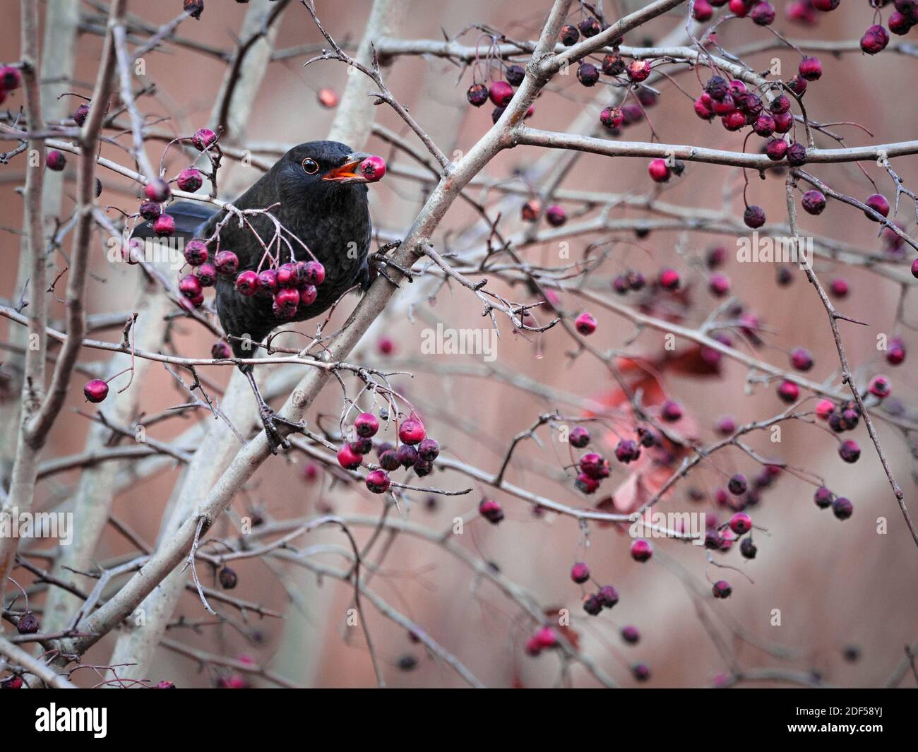 Blackbird su un ramo di un cespuglio di biancospino, con una bacca nel suo becco. (Foto CTK/Roman Krompolc) Foto Stock
