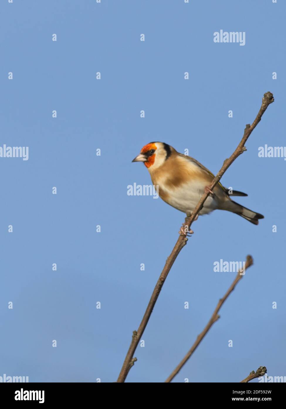 A Goldfinch (Carduelis carduelis) si trovava in una succursale di St Aidan's, una riserva RSPB a Leeds, West Yorkshire. Foto Stock