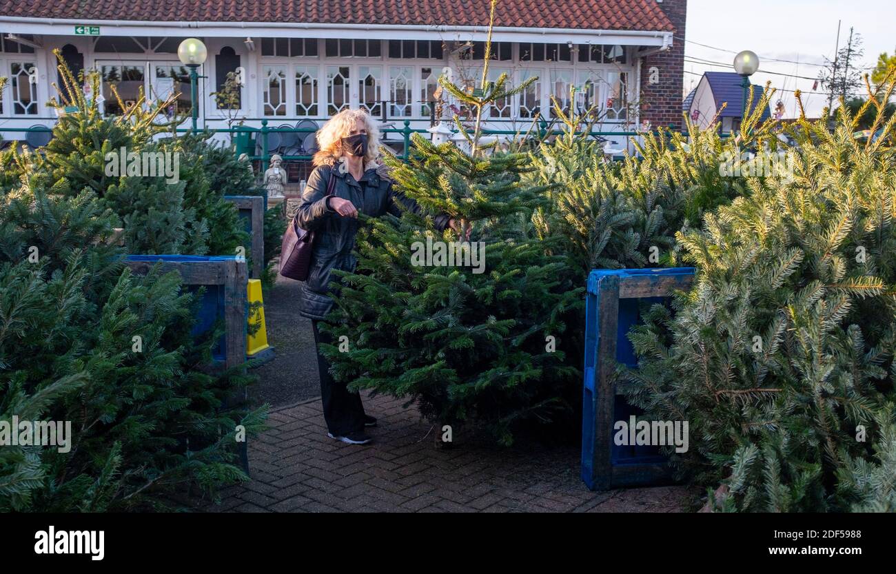 Donna shopper indossare maschera viso scegliendo un vero Nordmann Pine Abete tagliato albero di Natale da un giardino centro Foto Stock