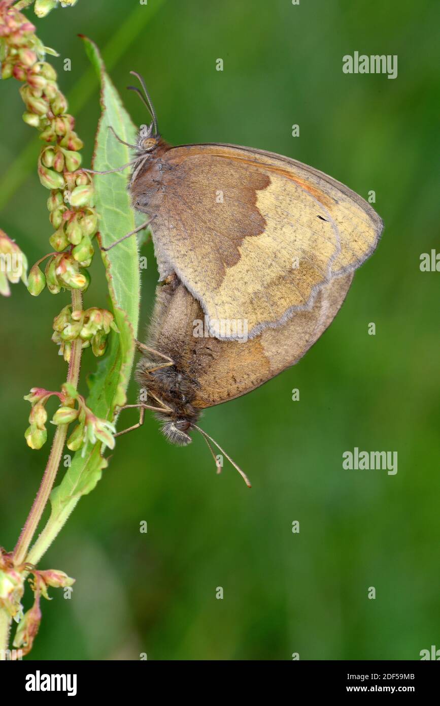 Meadow Brown Butterfly (Maniola jurtina) accoppiamento di coppia, maschio e femmina, Galles, giugno. Foto Stock