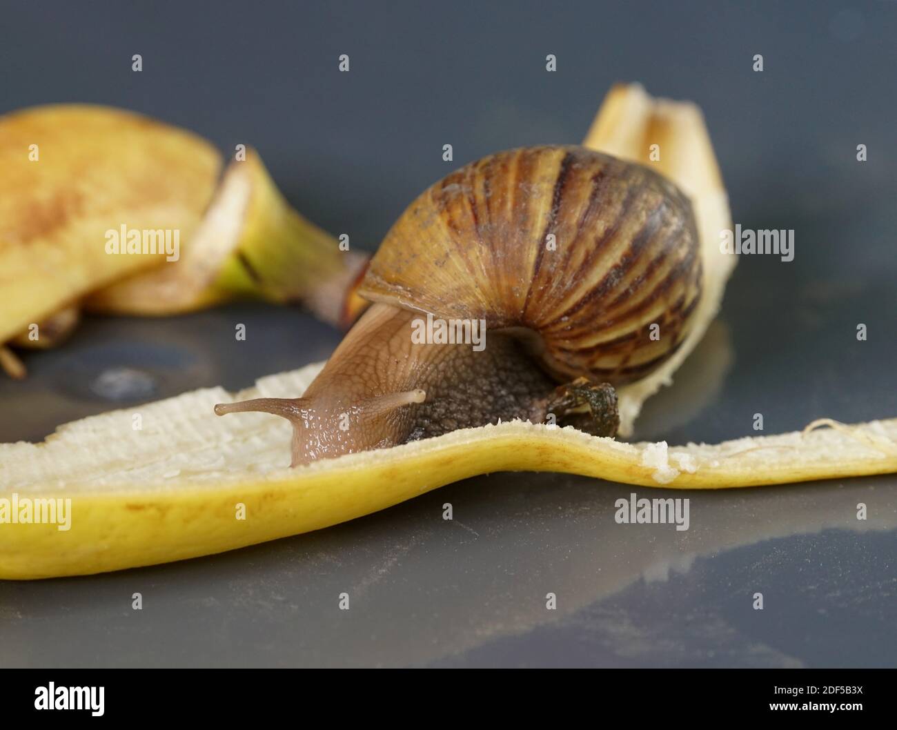 Una lumaca stava mangiando una buccia di banana come felice. Foto Stock