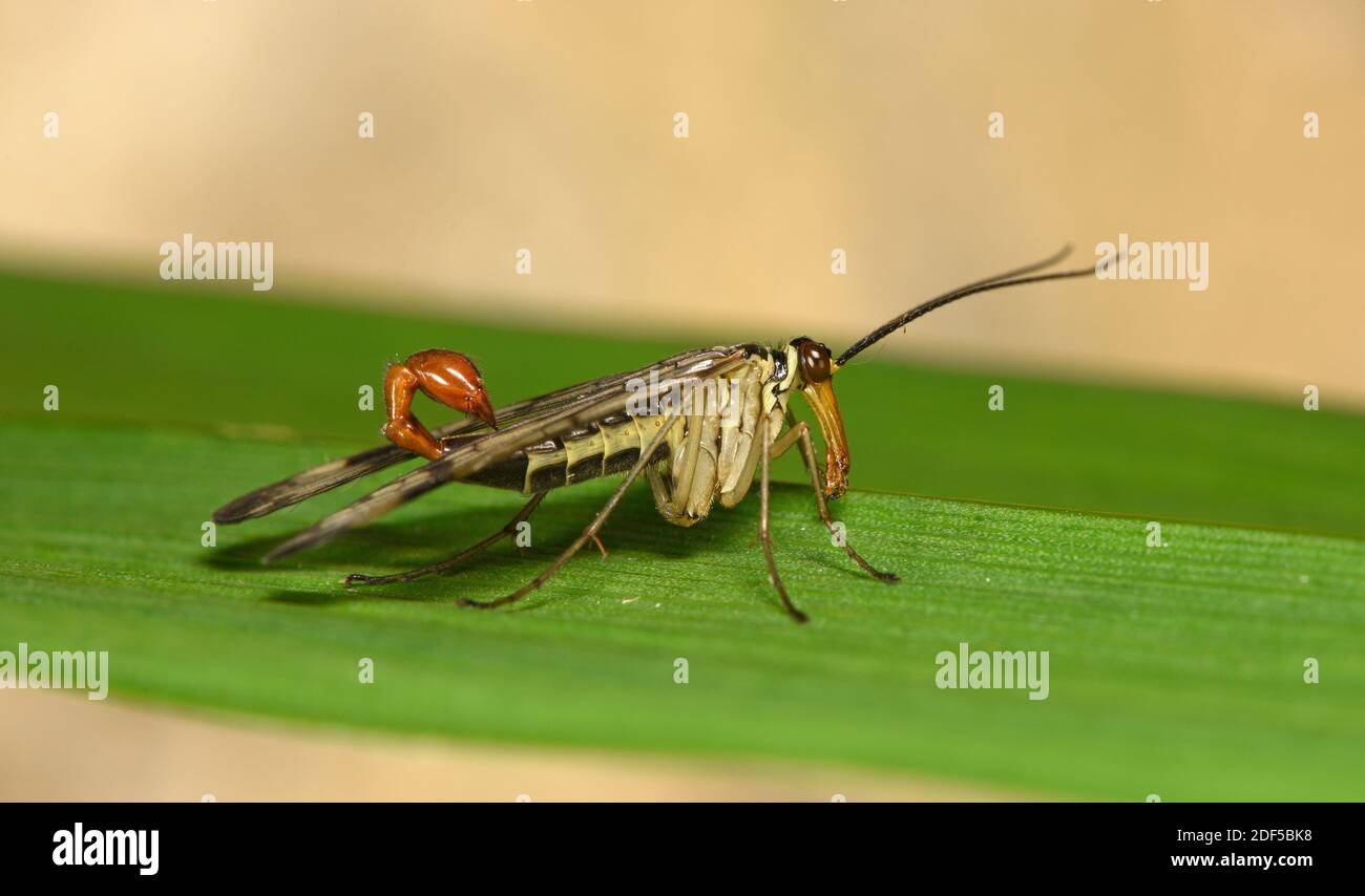 Scorpion comune Fly (Panorpa communis) maschio a riposo sulla lama di foglia, Galles, maggio Foto Stock