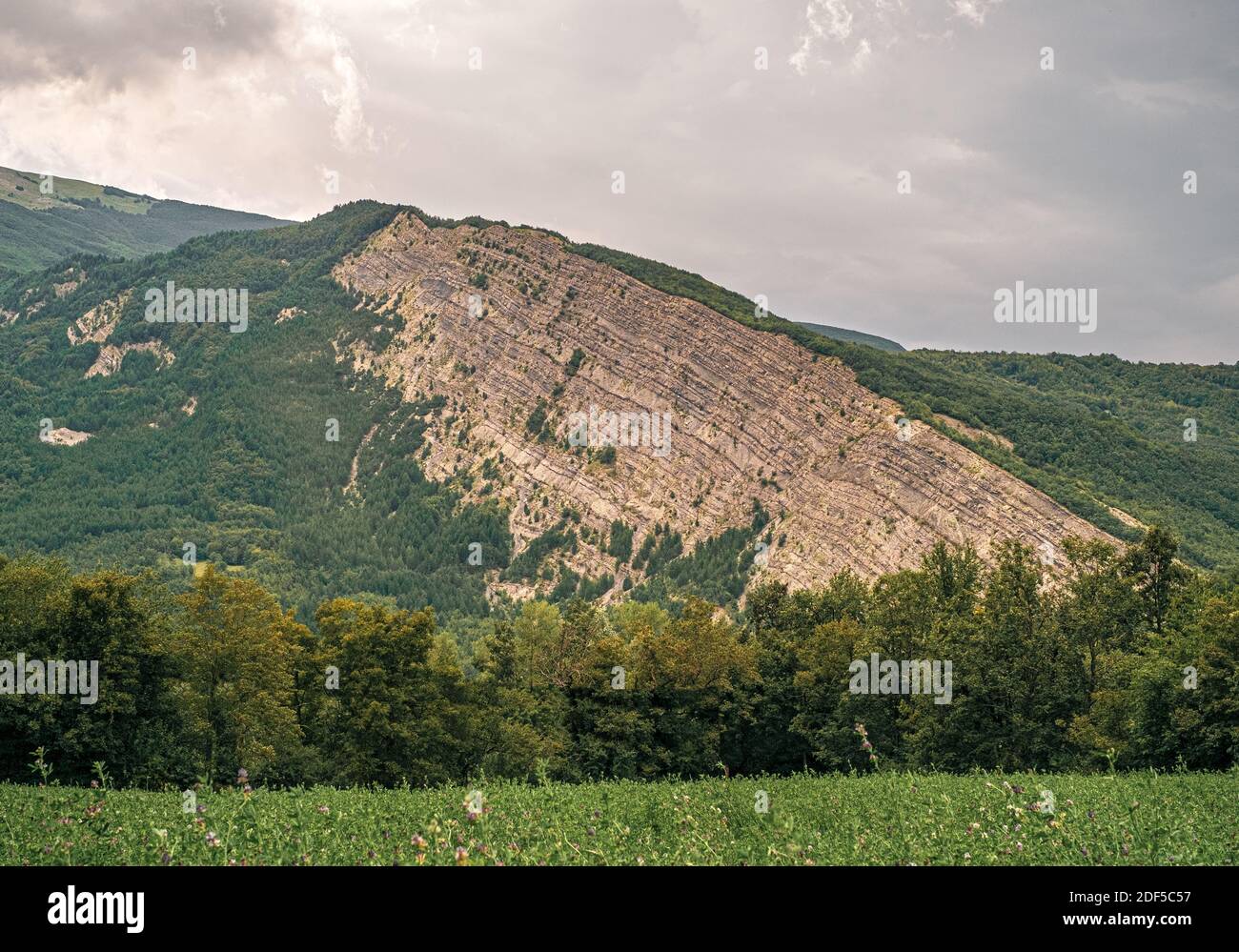 Guasto geologico nel paesaggio boschivo, affioramento roccioso con strati di terreno visibili. Provincia di Modena, Emilia e Romagna, Italia. Foto Stock