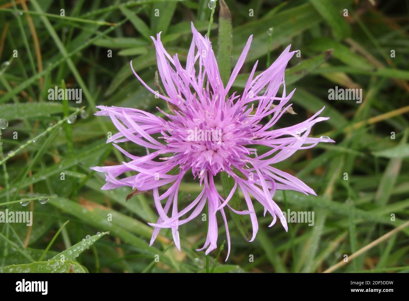 Comune Knapweed o Black Knapweed Wildflower pianta ( Centaurea nigra ) fioritura nel mese di settembre Regno Unito Foto Stock
