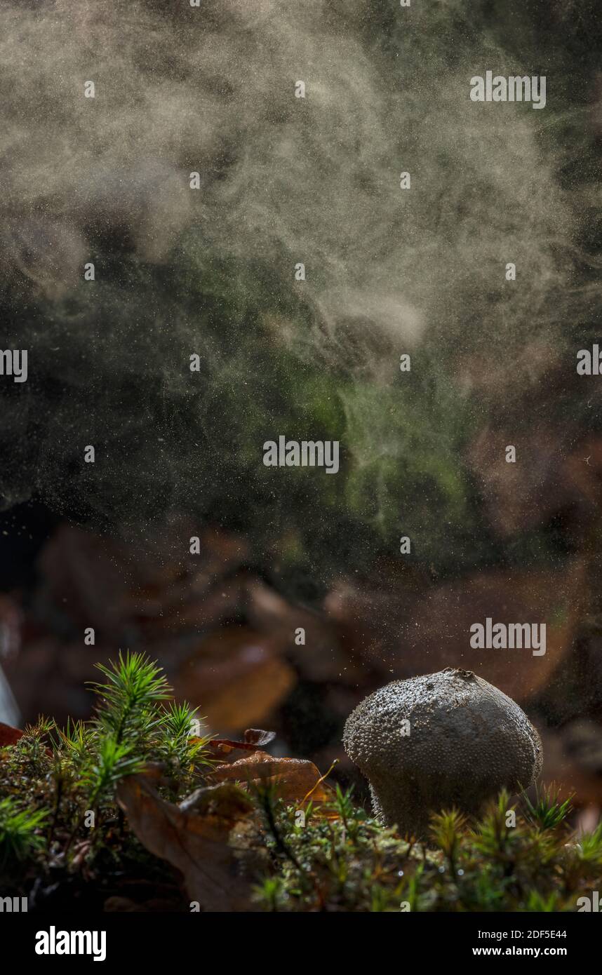 Puffball comune, Lycoperdon perlatum, che produce spore attraverso i pori, in autunno. Foto Stock