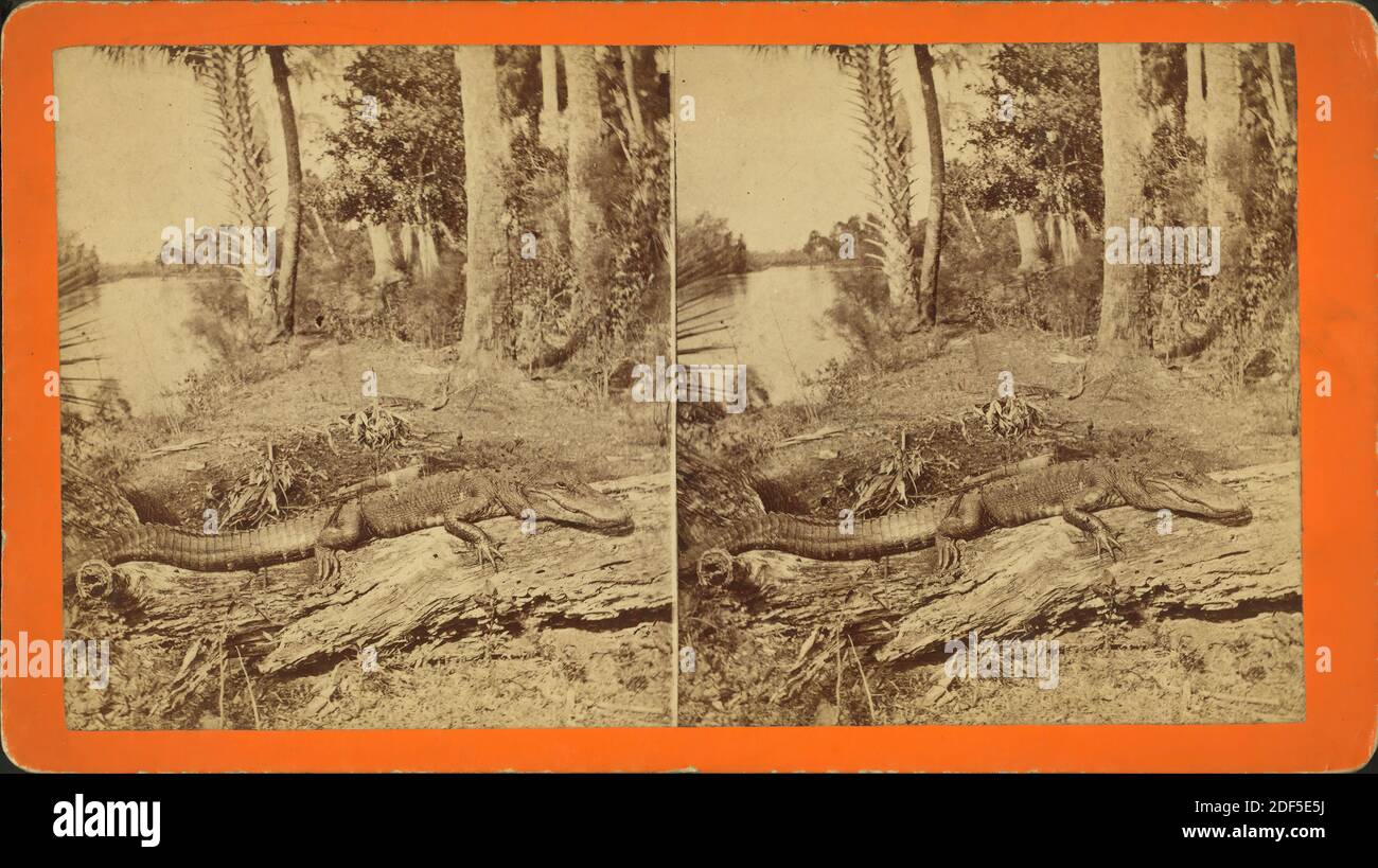 Alligatore, immagine statica, Stereografi, 1850 - 1930 Foto Stock