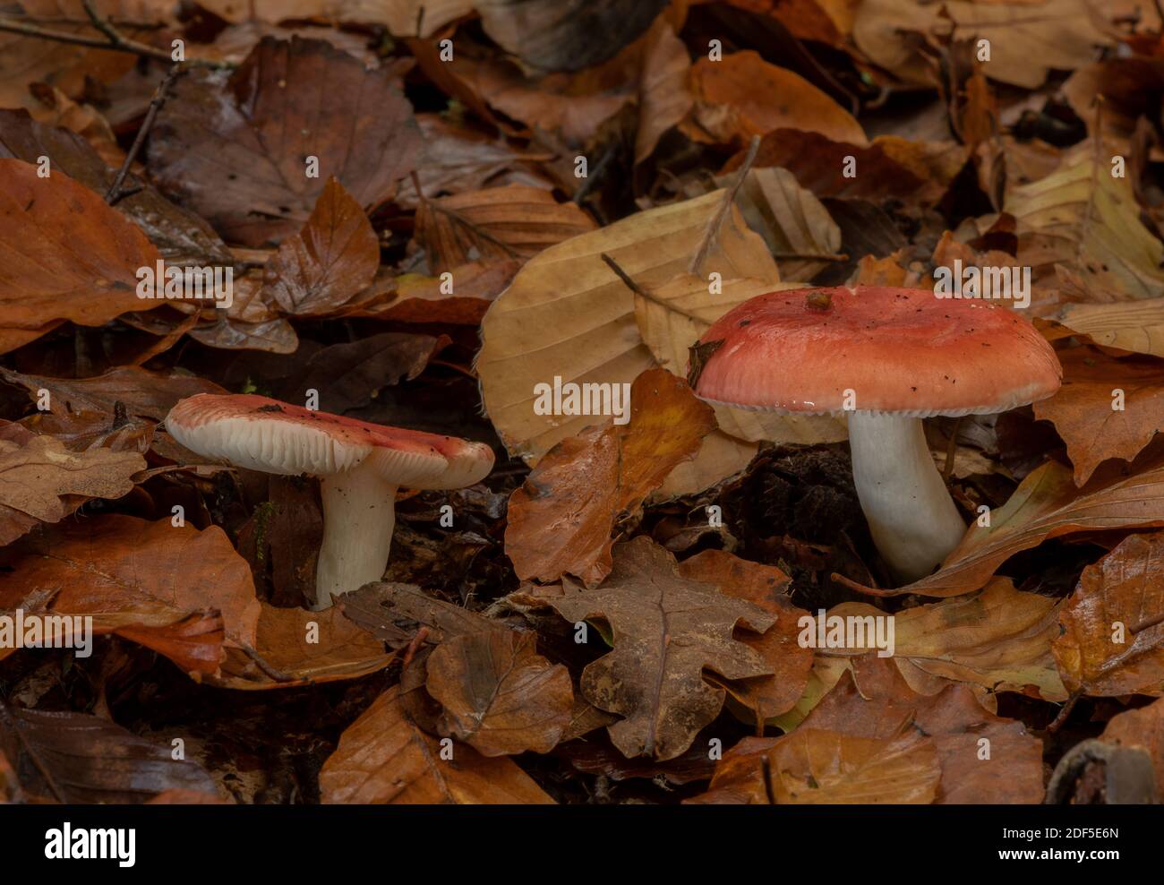 Falce di legno di faggio, Russula nobilis, funghi tra le lettiere di foglie in vecchio legno di faggio, New Forest. Foto Stock