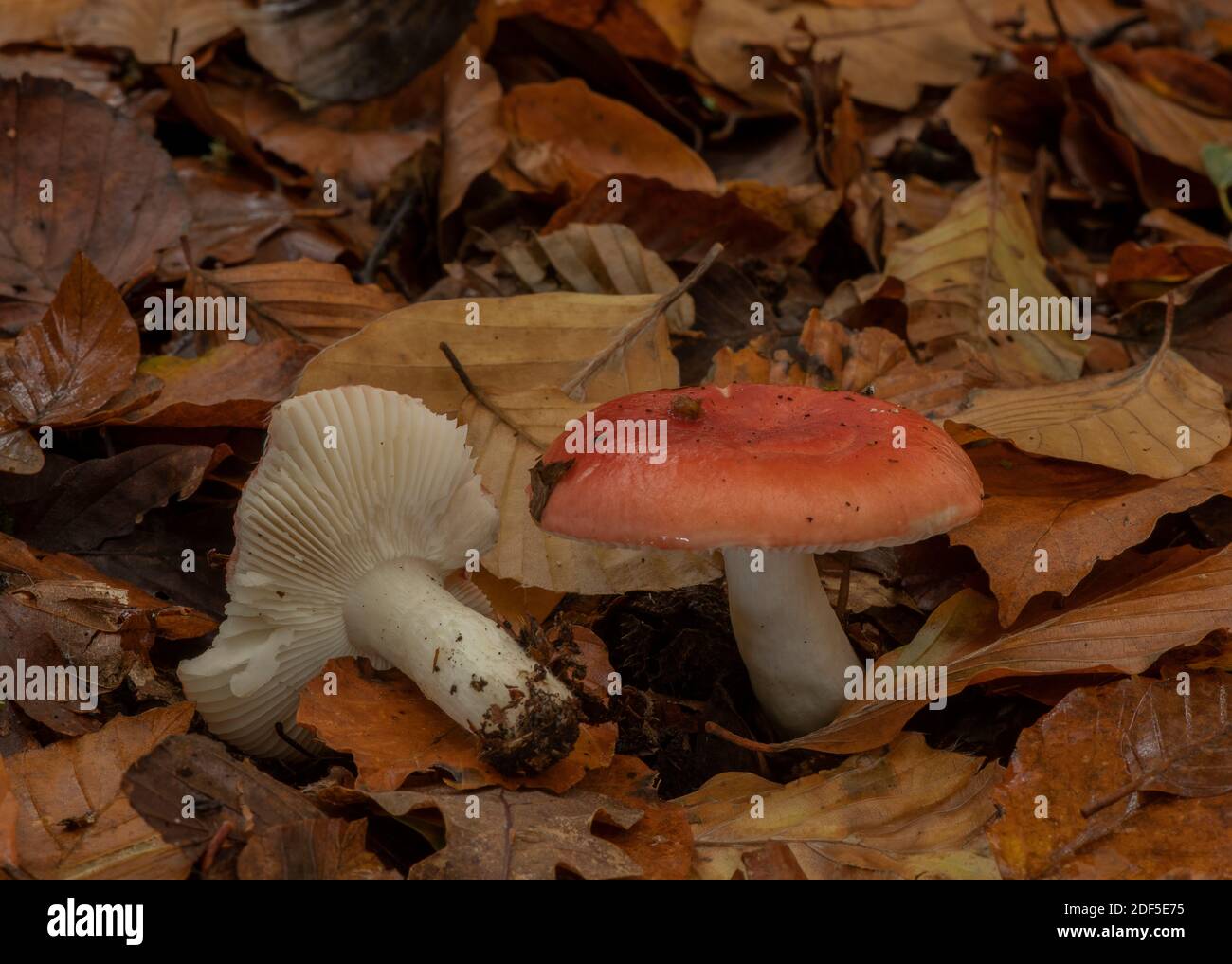 Falce di legno di faggio, Russula nobilis, funghi tra le lettiere di foglie in vecchio legno di faggio, New Forest. Foto Stock
