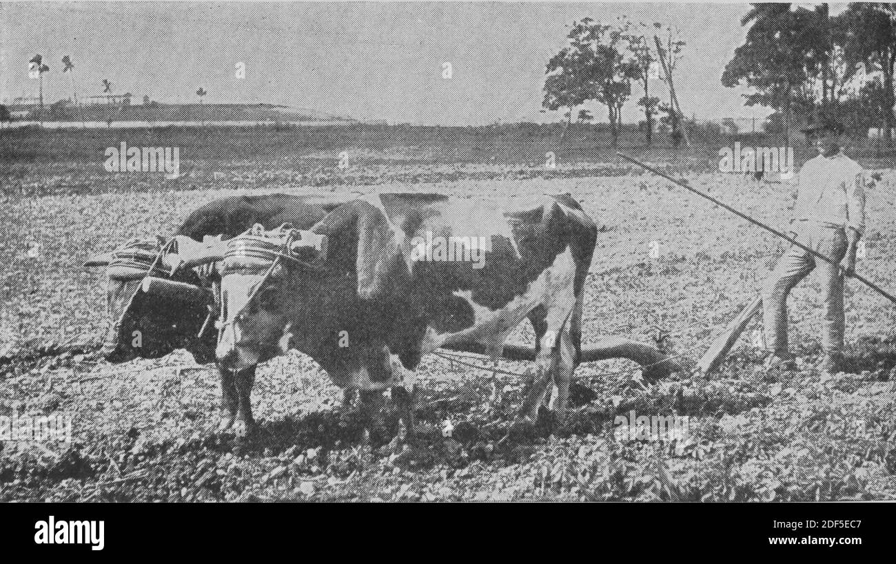 Scenes in Cuba., foto, fotografie, 1899, Hill, Robert Thomas, 1858-1941 Foto Stock