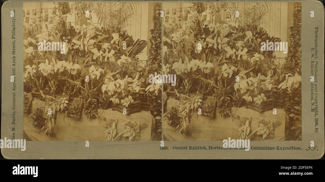 Mostra di orchidee, Sala orticola, esposizione colombiana, immagine still, Stereographs, 1893, Kilburn, B. W. (Benjamin West) (1827-1909 Foto Stock