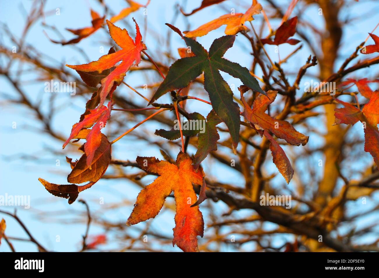 Autunno stella a forma di foglie rosse contro un cielo azzurro chiaro alla fine dell'autunno a Santander Cantabria Spagna Foto Stock