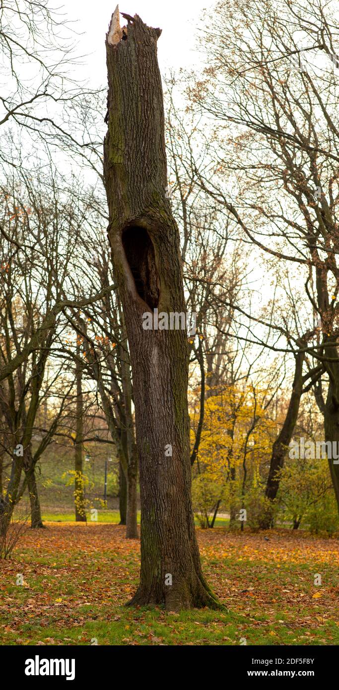 Un tronco di albero tagliato con un foro Foto Stock