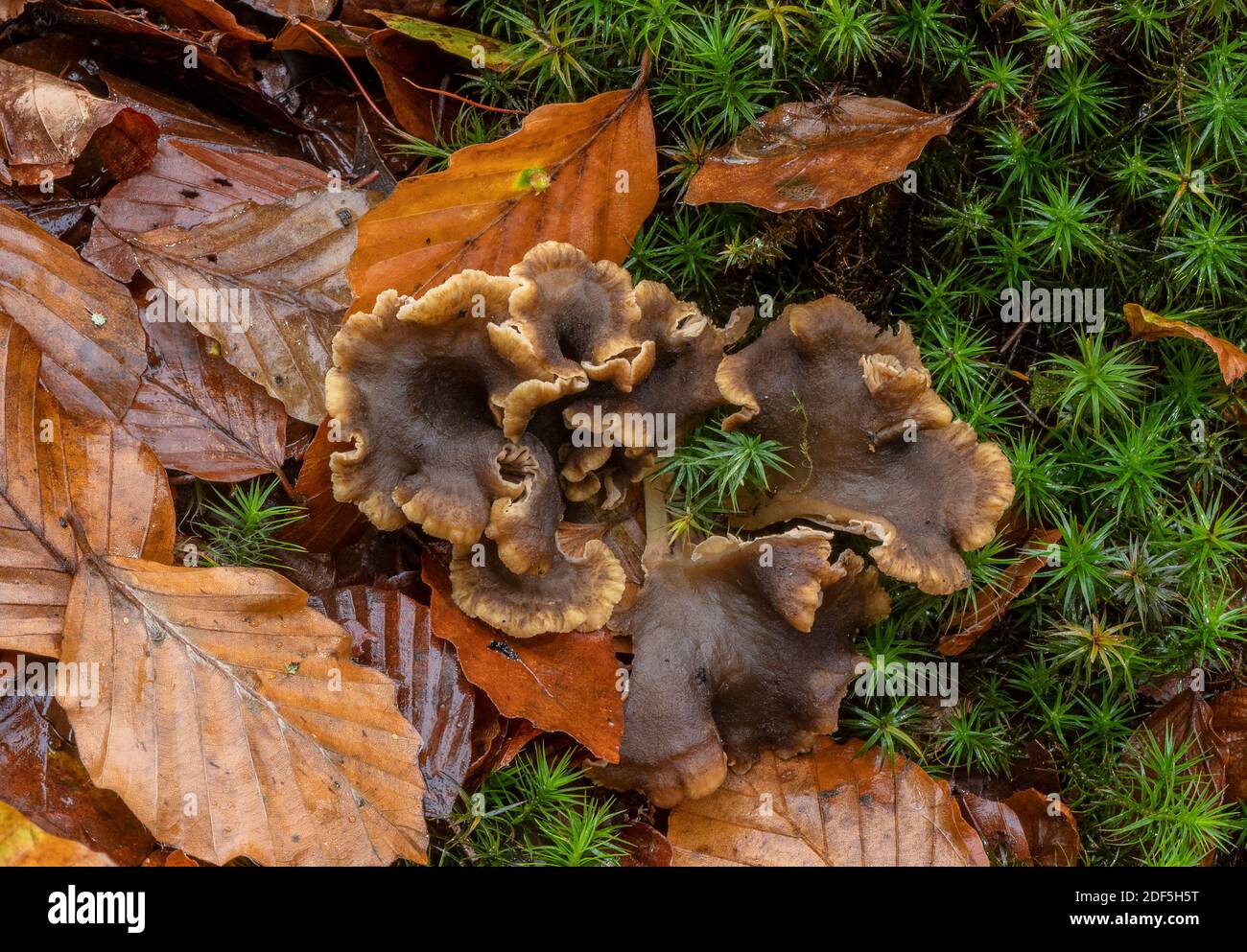 Tromba Chanterelle, Craterellus tubaeformis, grattuggiando in una cucciolata di foglie di muschio sotto alberi di faggio, Foresta Nuova. Foto Stock