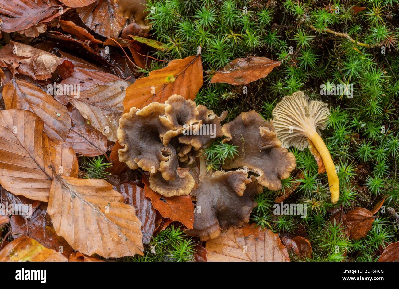 Tromba Chanterelle, Craterellus tubaeformis, grattuggiando in una cucciolata di foglie di muschio sotto alberi di faggio, Foresta Nuova. Foto Stock