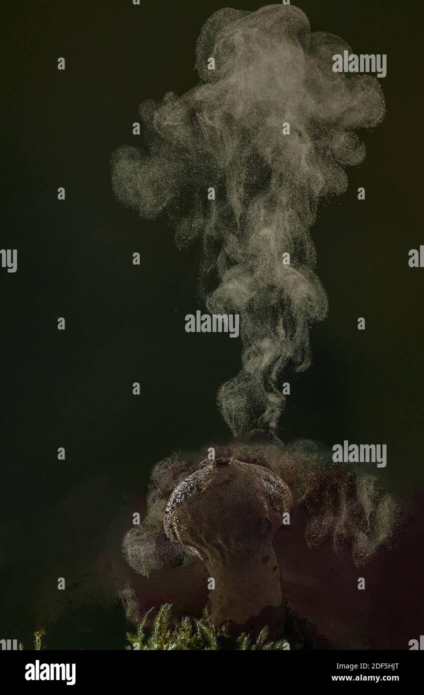 Puffball comune, Lycoperdon perlatum, che produce spore attraverso i pori, in autunno. Foto Stock