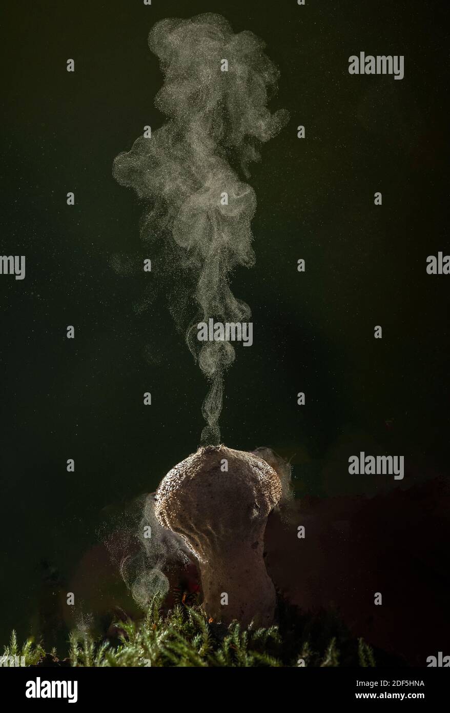 Puffball comune, Lycoperdon perlatum, che produce spore attraverso i pori, in autunno. Foto Stock