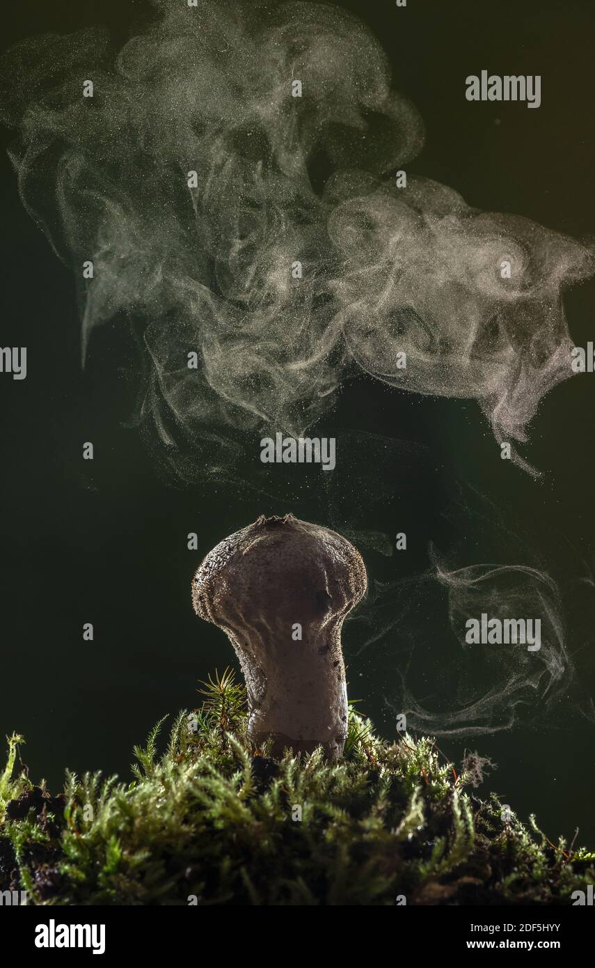 Puffball comune, Lycoperdon perlatum, che produce spore attraverso i pori, in autunno. Foto Stock