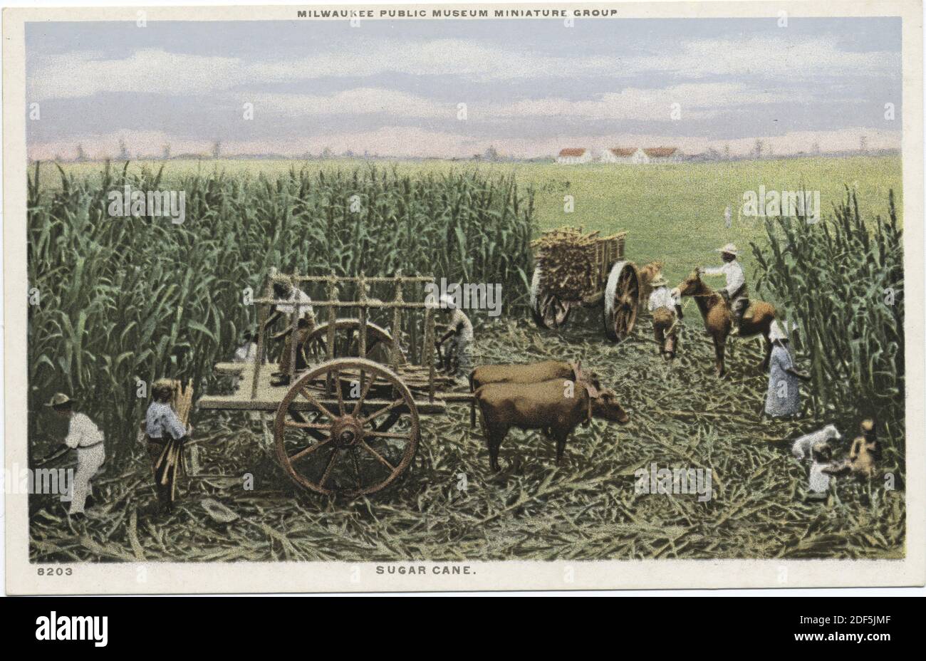 Sugar cane, Milwaukee Public Museum Miniature Group, Milwaukee, Wisc., Still Image, Postcards, 1898 - 1931 Foto Stock